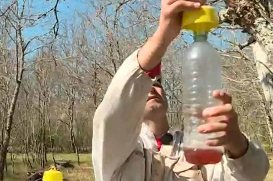 C’est le moment de piéger les frelons asiatiques